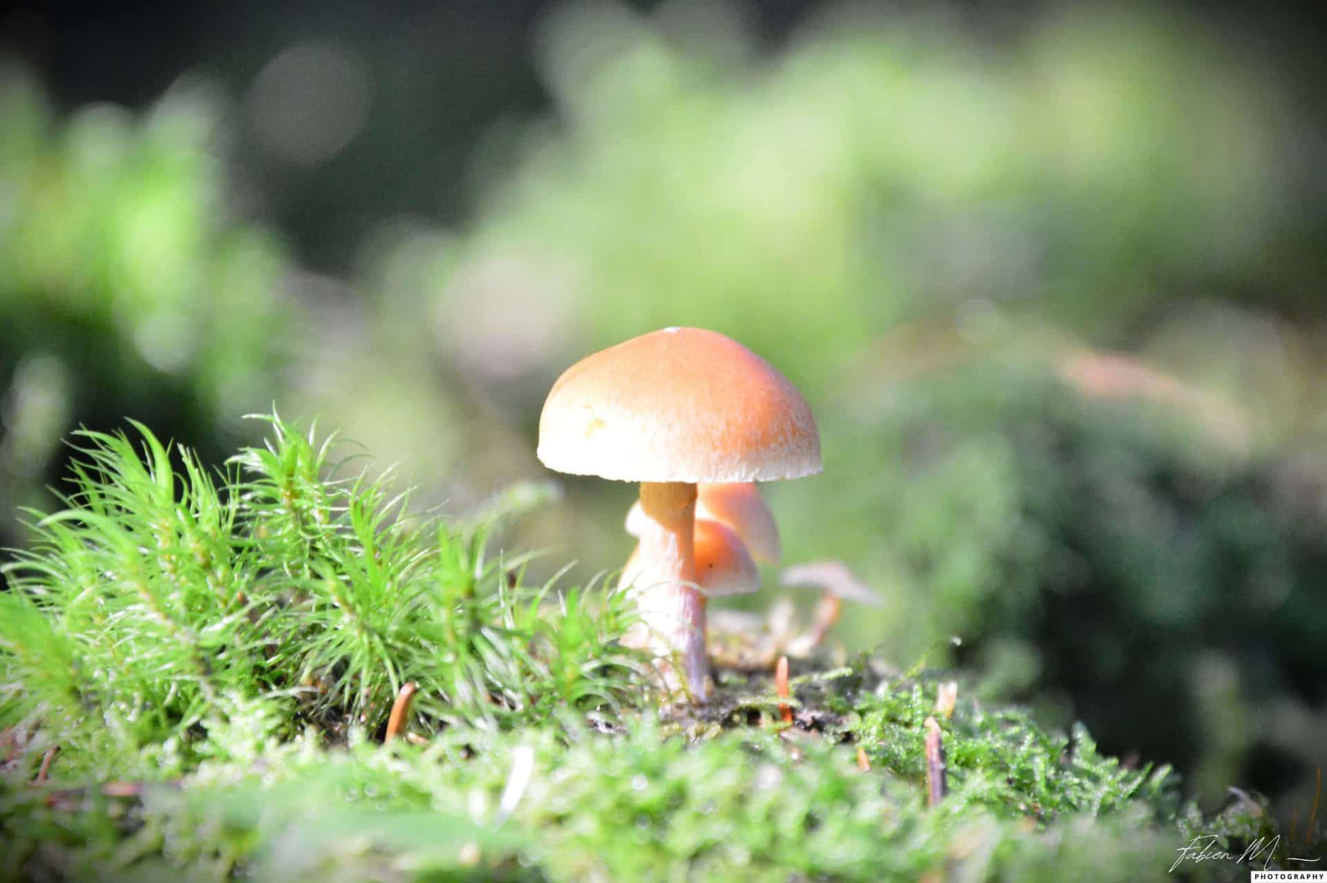 photo nature, cueillette de champignons dans les sous bois