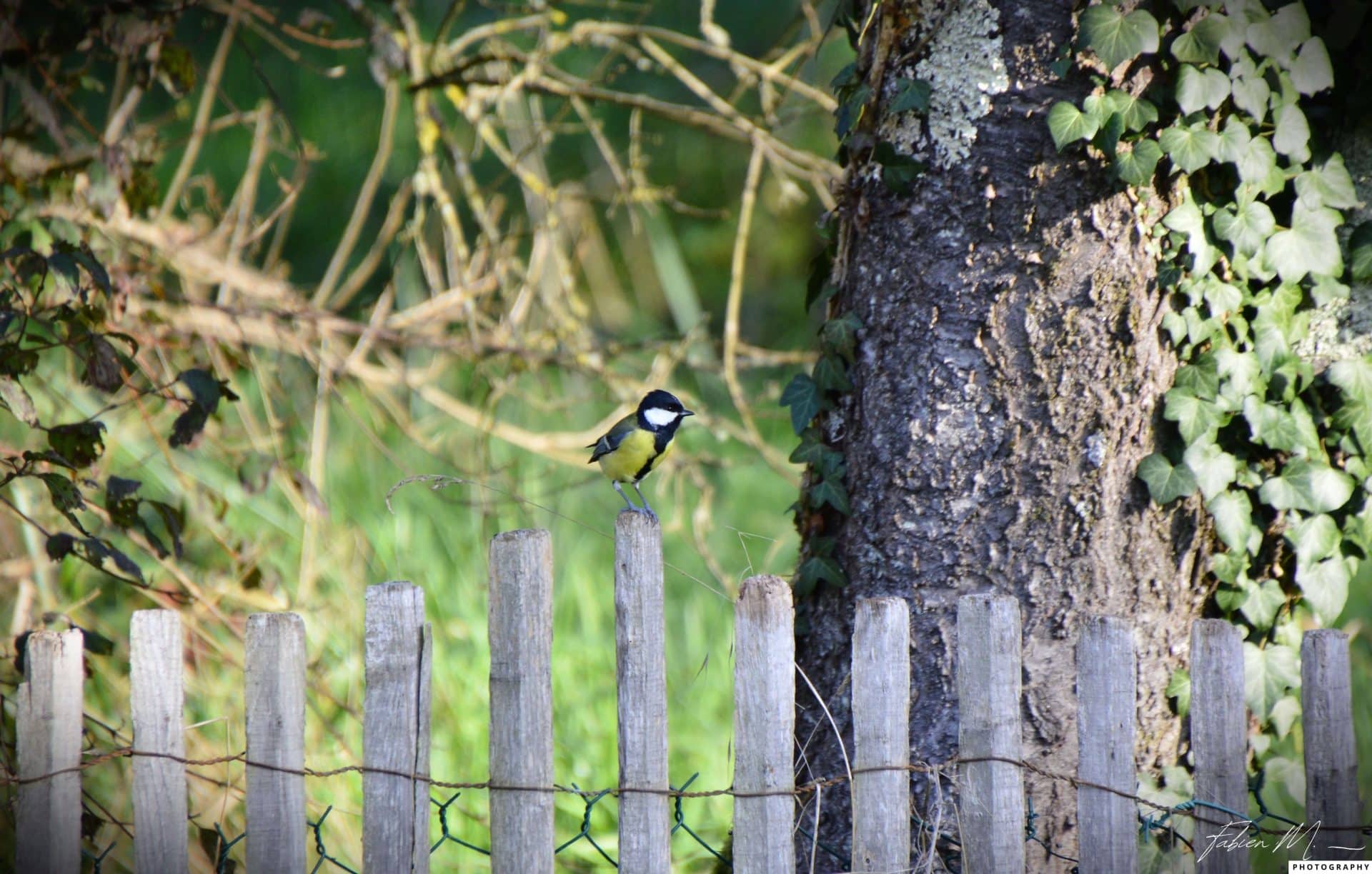 photo animalière, mésange dans la nature