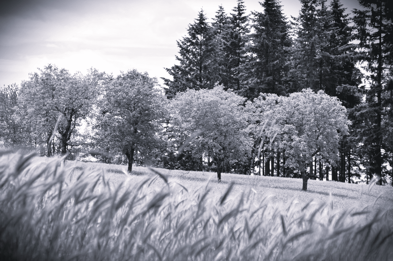 photo dans la nature, champ de blé, arbre