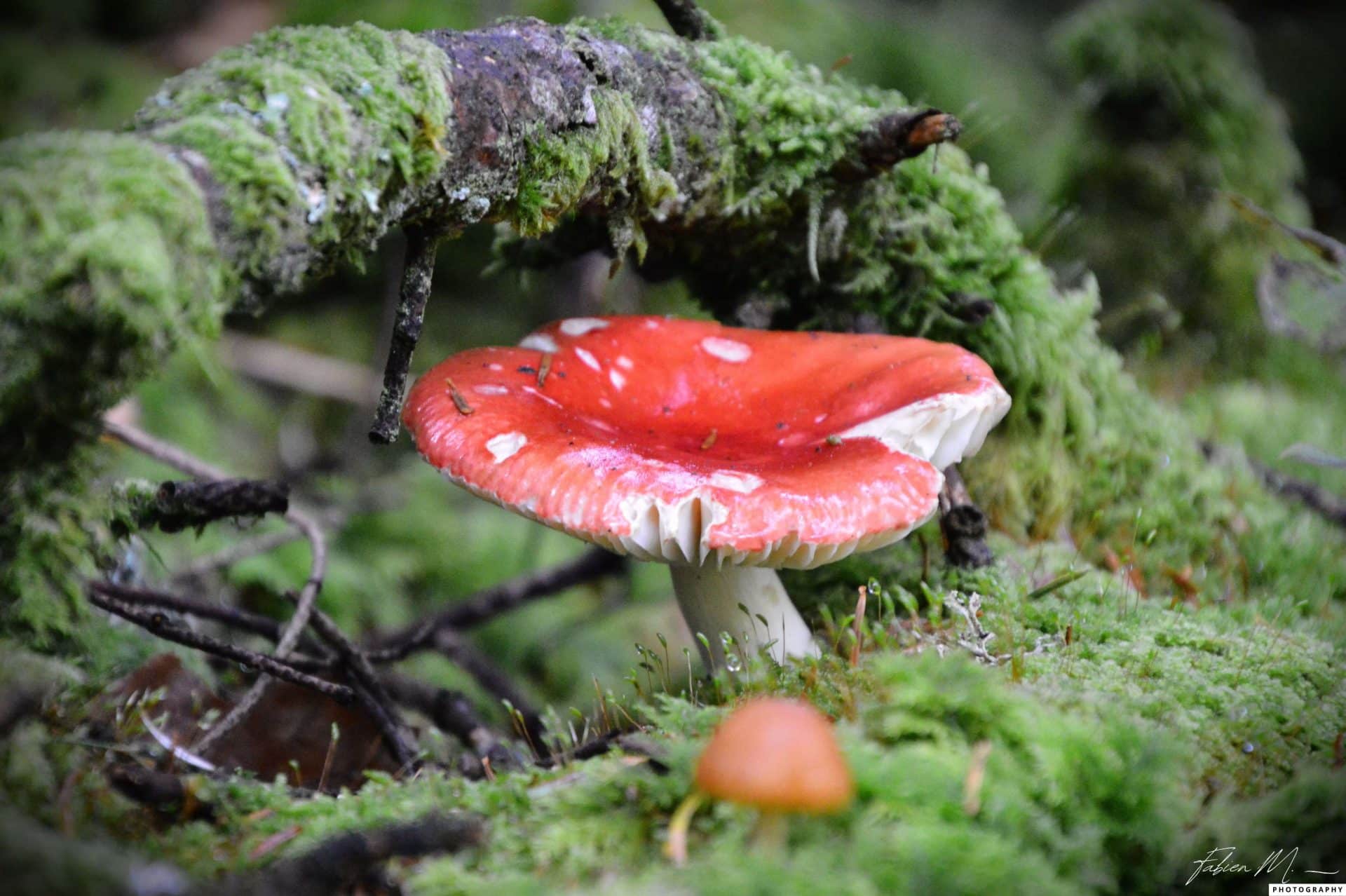 photo nature, cueillette de champignons dans les sous bois
