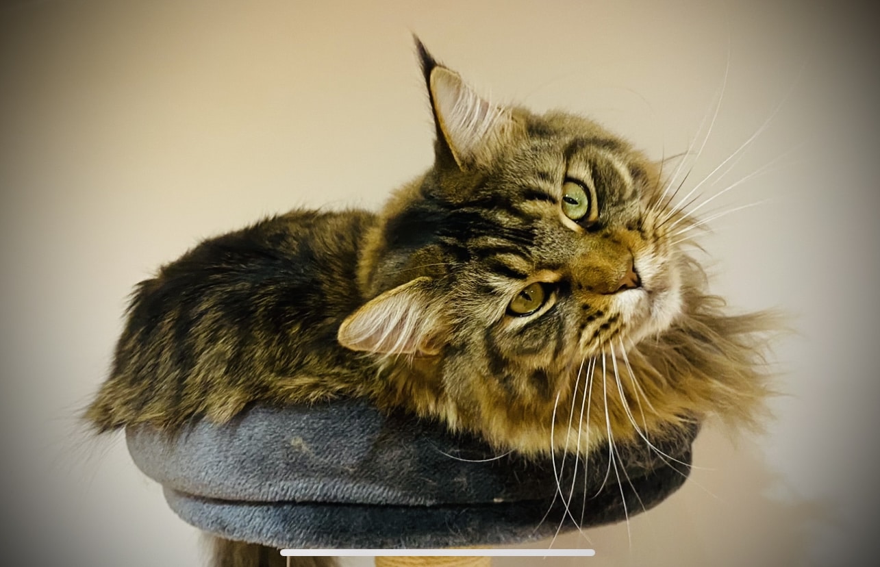 IMG 0706